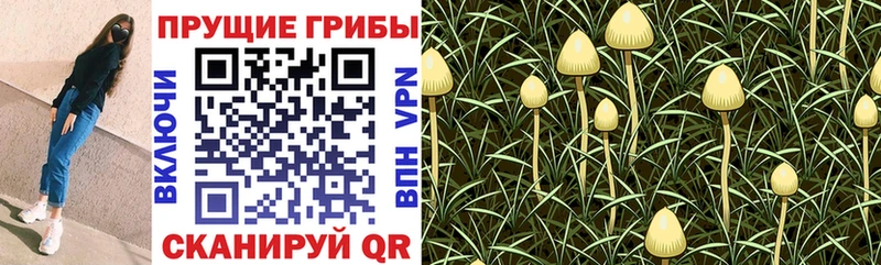 где можно купить наркотик  Рузаевка  Псилоцибиновые грибы GOLDEN TEACHER 